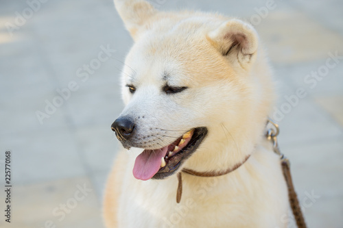 Japanese hunting dog breed kisyu, Beautiful portrait of a white dog close up