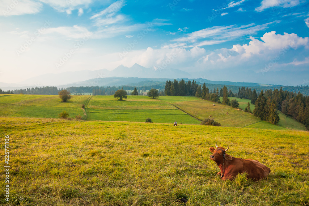 Traditional grazing cows in Pieniny mountains