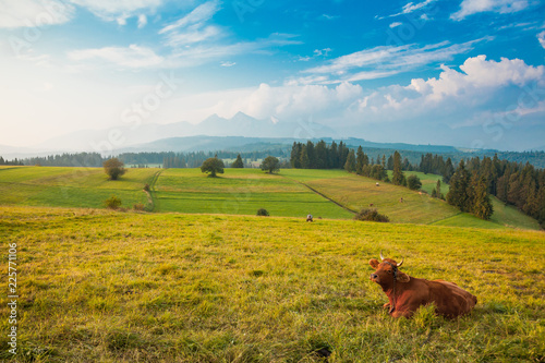 Traditional grazing cows in Pieniny mountains photo