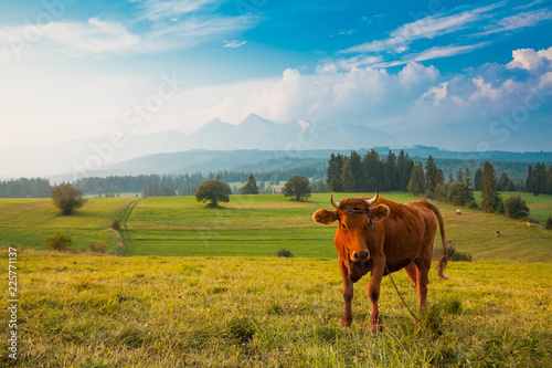 Obraz na płótnie Traditional grazing cows in Pieniny mountains w salonie
