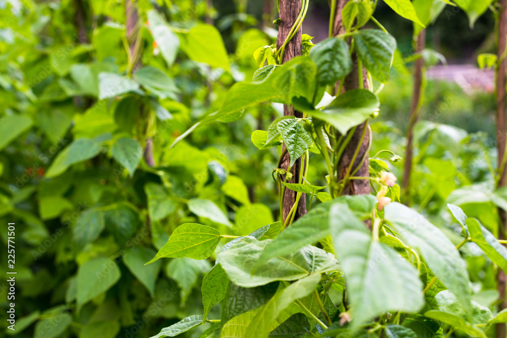 Growing the beans (Phaseolus vulgaris) Growing the beans (Phaseolus vulgaris)