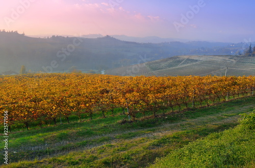 View on vineyards of Langhe Roero Monferrato, UNESCO World Heritage in Piedmont, Italy. photo