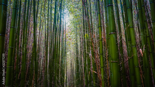 Mysterious bamboo forest in Abkhazia