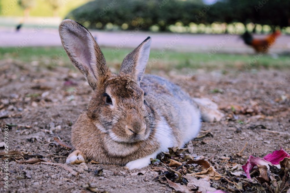 Fototapeta premium Rabbit. Gray rabbit in the Park of Benalmadena, Andalusia, Spain.