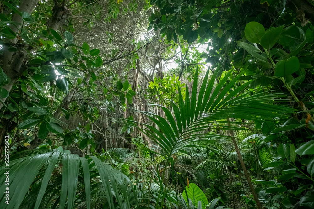 Naklejka premium wewnątrz lasu deszczowego, lasów tropikalnych, krajobrazu dżungli