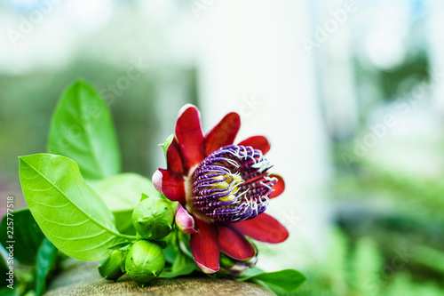 Photography Hirts Gardens Passiflora Alata Perfumed Passion Flower