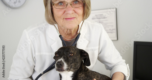 Closeup of happy Professional veterinarian doctor examining dog with stethoscope