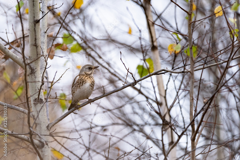 Fieldfare (Turdus pilaris) on a tree branch Fieldfare (Turdus pilaris) on a tree branch