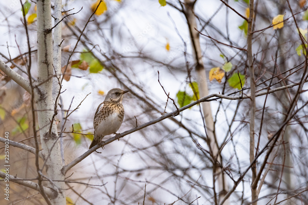 Fieldfare (Turdus pilaris) on a tree branch Fieldfare (Turdus pilaris) on a tree branch