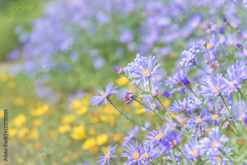 Close-up of purple asters blooming in garden in late summer