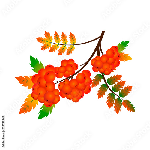 Rowan branch with leaf and berries vector illustration isolated on white background.