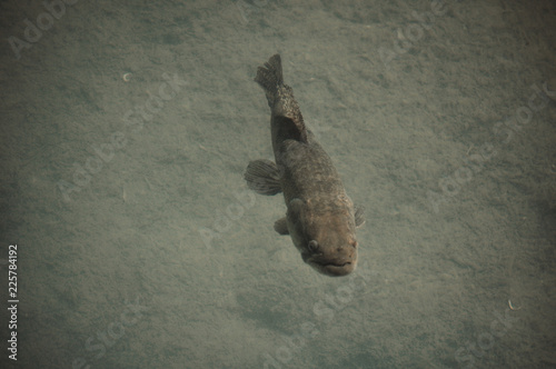 Tiger Fish (Hoplias malabaricus) in the coast of Parana River, Argentina photo