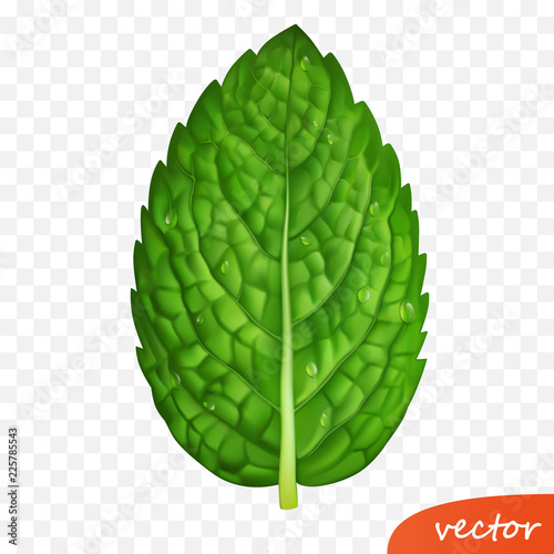 3d realistic vector isolated leaf of fresh mint with drops of dew