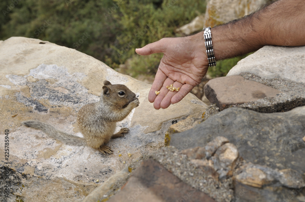 グランドキャニオンのリス Stock Photo Adobe Stock