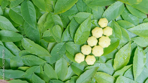 Fotografia star gooseberry leaf on top view texture background