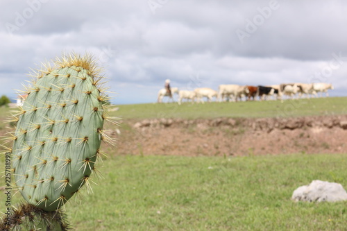 Photography Ranchero con vacas detras de nopal