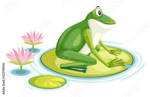 A frog on the lily pad