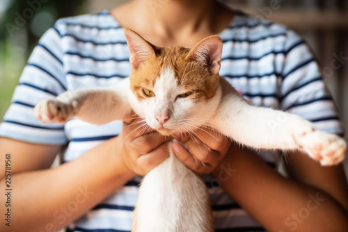 Fototapeta Naklejka Na Ścianę i Meble -  Woman holding cute cat, love pet