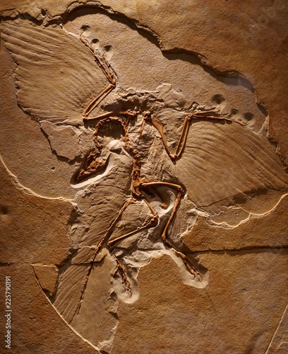 始祖鳥の骨格標本 photo