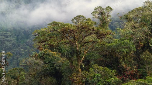 Time-lapse of mist blowing over montane rainforest on the slopes of Sumaco Volcano  with a large emergent tree in foreground. In the Ecuadorian Amazon