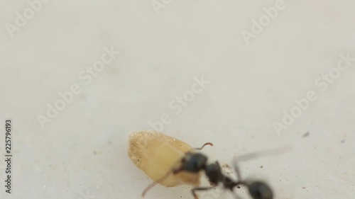 Ants very closely picking up food in summer.