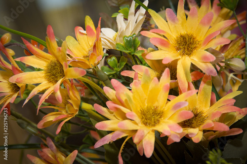 Flores