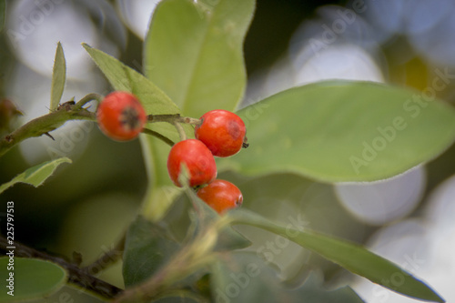 Planta