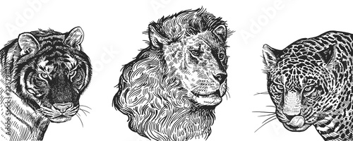 Realistic portrait of African animals Lion, Tiger and Jaguar. Vintage engraving. Black and white hand drawing. Vector