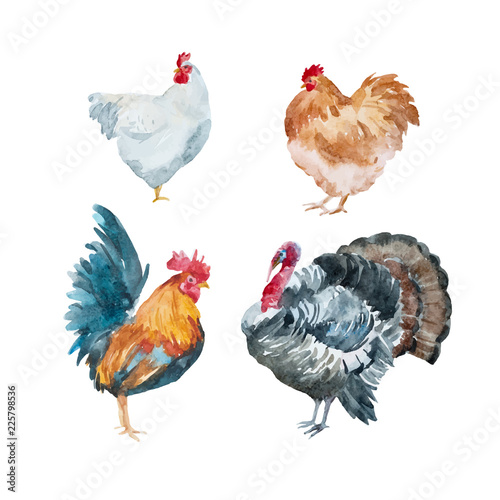 Watercolor vector chicken, rooster, turkey