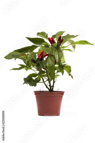 Shrub decorative pepper Kapsicum on a white background © i_valentin