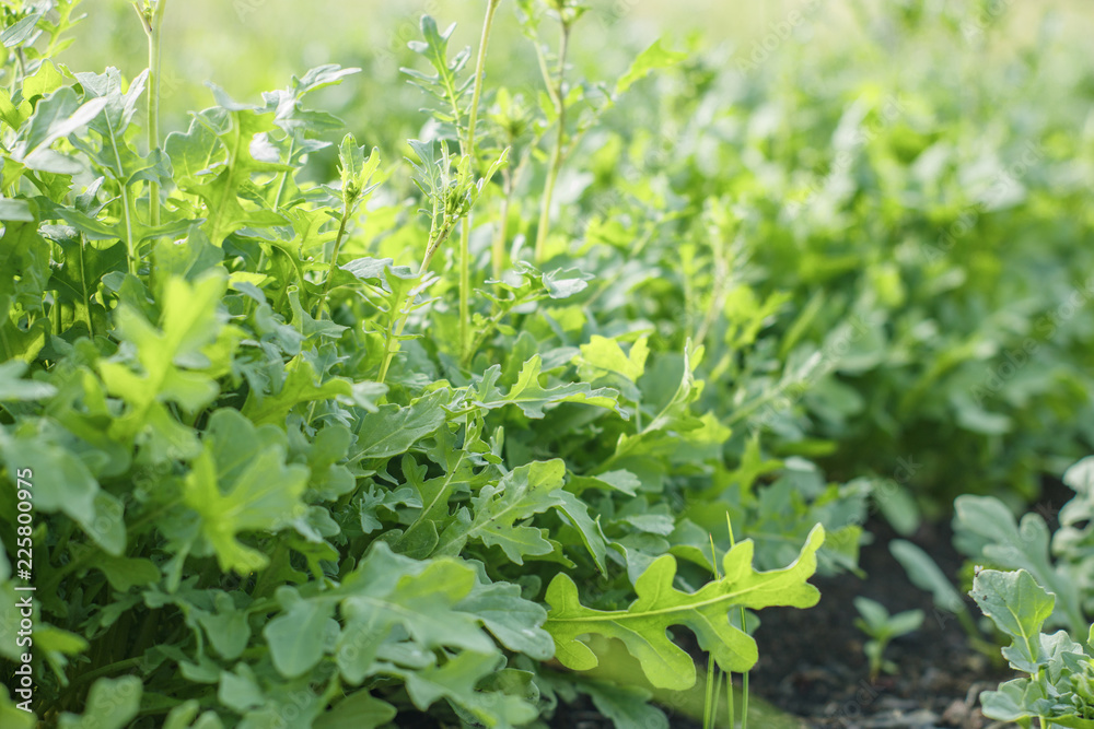Juicy green rucola grows in the garden Juicy green rucola grows in the garden