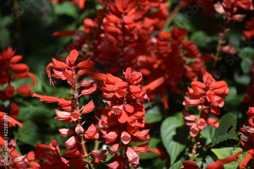 Flower closeup colorful photo