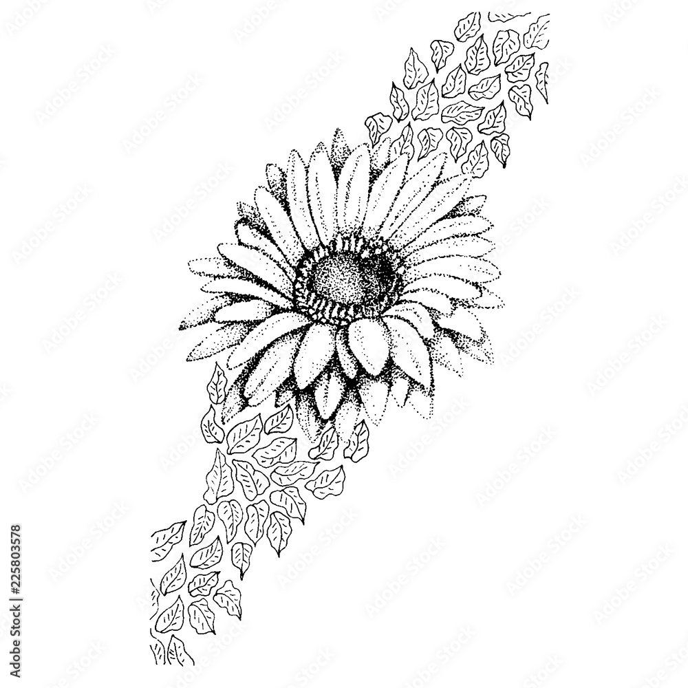 Flower gerbera artwork black and white vector illustration