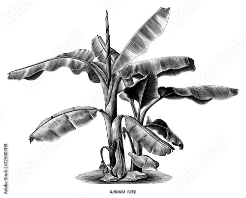 Banana tree vintage hand draw engraving clip art isolated on white background
