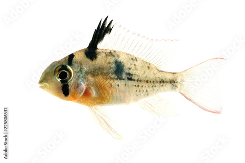 Bolivian Ram Cichlid isolated