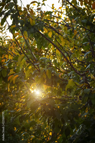 The rays of the morning sun make their way through the foliage of the autumn garden.