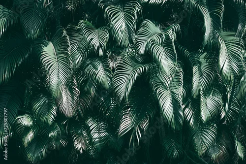 Obraz Pionowy ogród z tropikalnym zielonym liściem, ciemny odcień
