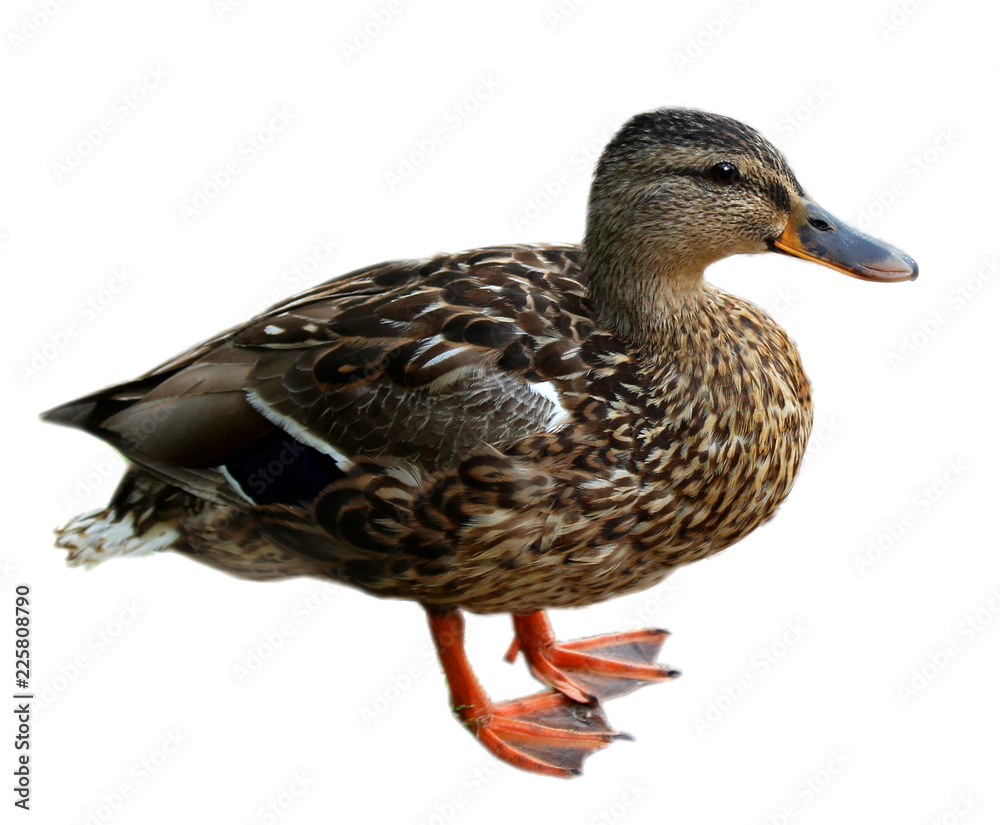Motley brown duck isolated on white background Motley brown duck isolated on white background