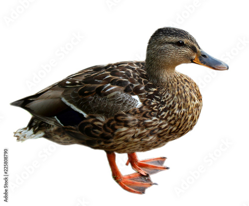 Motley brown duck isolated on white background