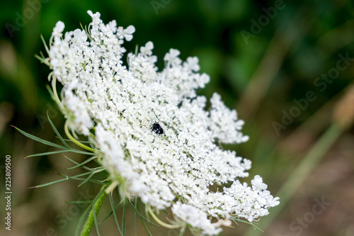 closeup of white giant hogweed photo