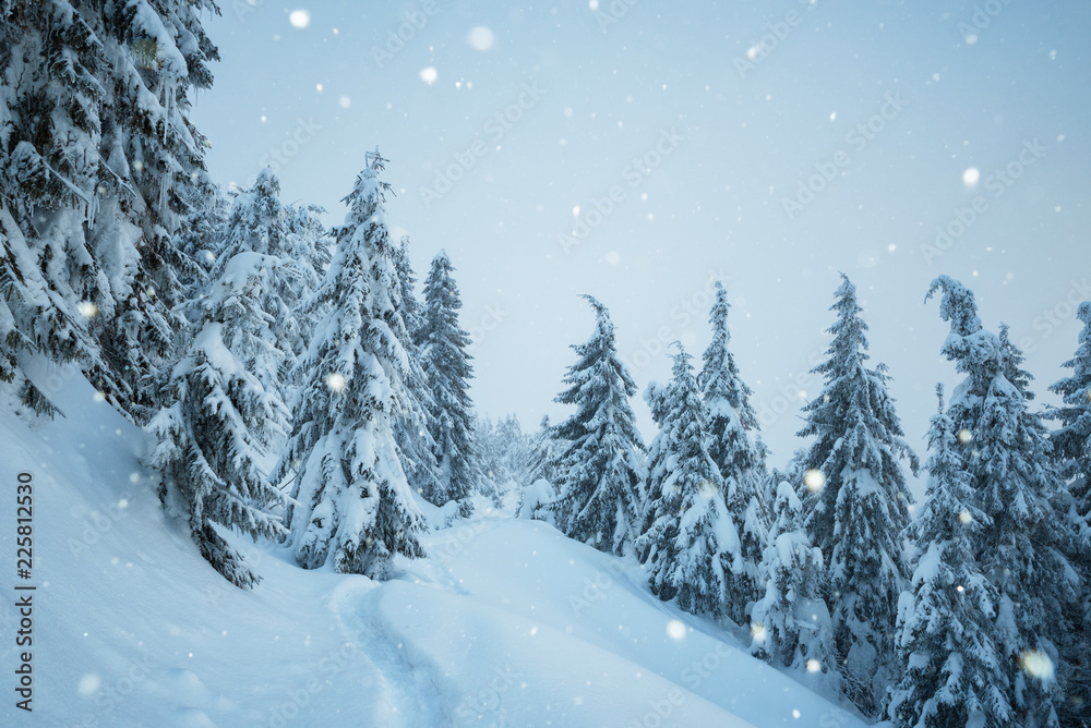 Christmas view with snowfall in fir forest