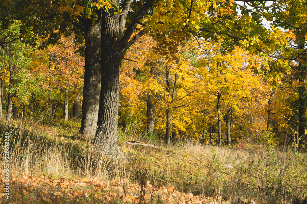 Obraz premium Yellowed trees in the autumn forest. autumn forest scene