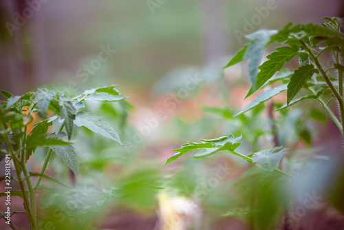 Fotografie Young tomato plants in the morning selective focus macro shot with shallow DOF