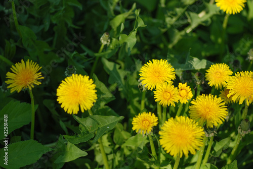 Dandelions in the meadow. Bright flowers dandelions on background of green meadows photo