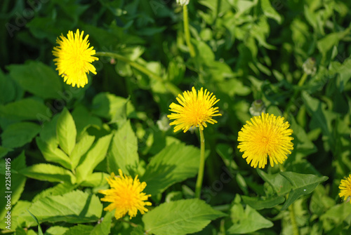 Dandelions in the meadow. Bright flowers dandelions on background of green meadows photo