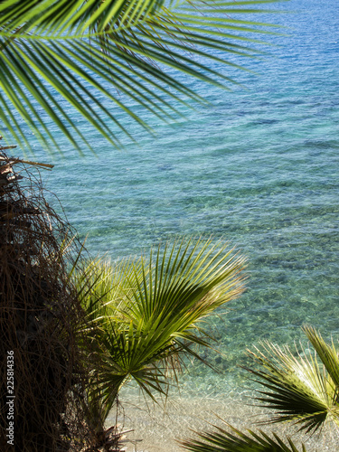 beach and clear water with palm tree photo