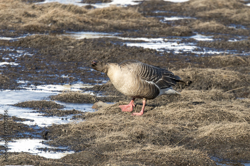 Oie à bec court,.Anser brachyrhynchus, Pink footed Goose, archipel du Spitzberg photo