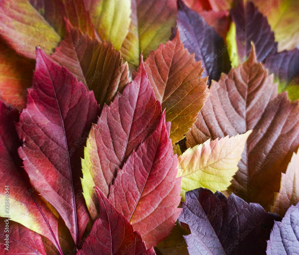 autumn leaves. Colorful autumn leaves of wild grapes. Autumn time. autumn wallpaper. autumn background. autumn leaves. Colorful autumn leaves of wild grapes. Autumn time. autumn wallpaper. autumn background.