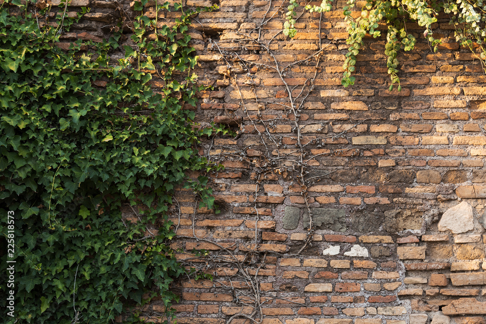Naklejka premium Ancient brick wall with ivy twigs climbing on it. Vintage background.