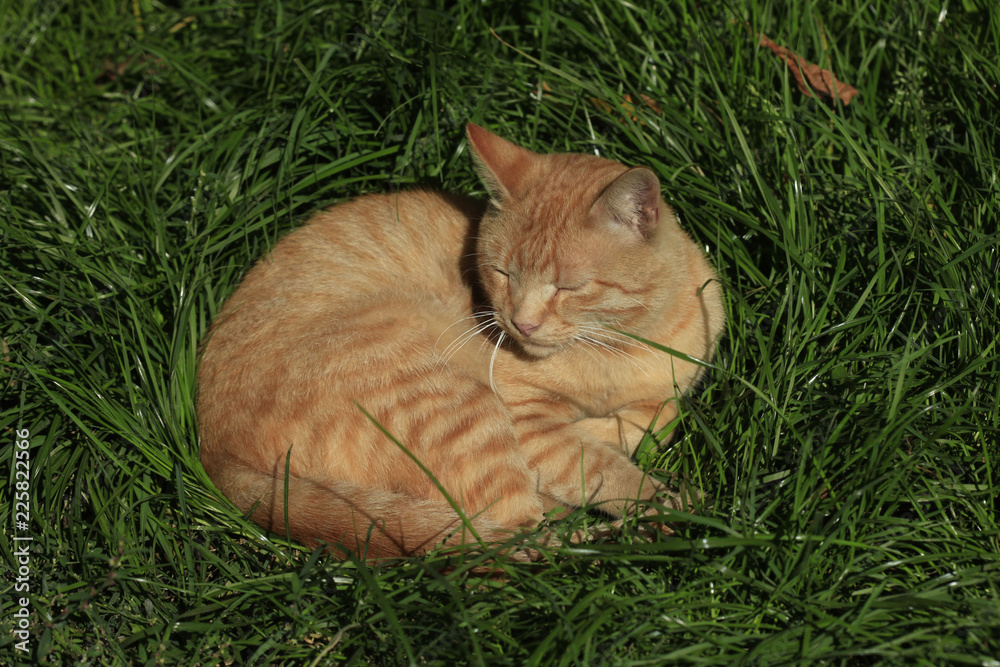 Samolepka cutr striped wild cat